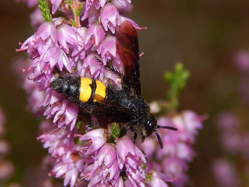 Scolia hirta, femmina